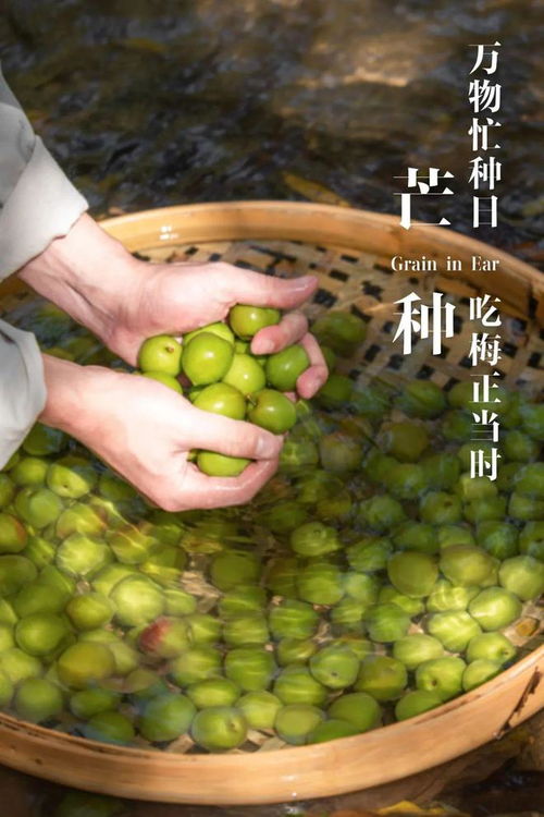 六月梅熟谷飄香 青梅與谷類作物的豐收時(shí)節(jié)