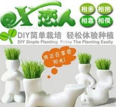 長(zhǎng)草娃娃植物供應(yīng)與批發(fā)指南 價(jià)格、采購(gòu)渠道及谷類(lèi)作物應(yīng)用